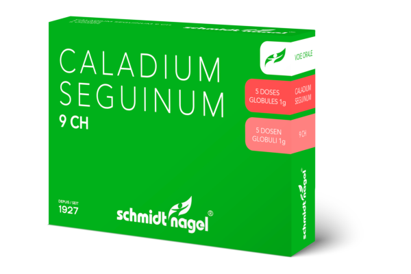 SN Caladium seguinum Glob CH 9 5 x 1 g